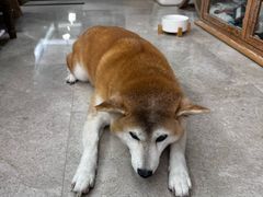 -爱妮康宠物医院·干细胞免疫细胞·肿瘤·心脏(张江店)