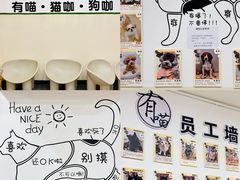 -有喵·猫咖·狗咖·30几只猫10只小狗(岗厦店)