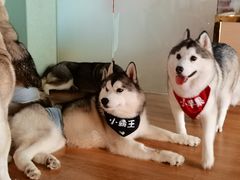 -Husky Go! 哈士奇体验馆·宠物咖啡厅狗咖