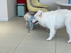 -怪兽屋·羊驼·猫咖·狗咖(俊华广场店)