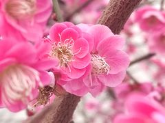 -杭州植物园