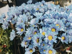 -ChaKo Flora ·茶子花艺 (市北店)