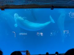 -海合安成都极地海洋公园