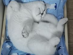 -欣宠猫屋·矮脚拿破仑·蓝金金渐层