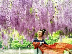 -嘉定紫藤园