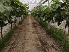 -马陆小张葡萄园农家乐