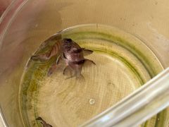 -小猫钓鱼海钓俱乐部(椰梦长廊店)