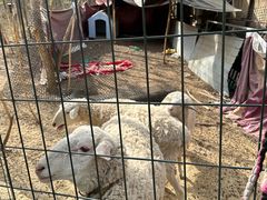 -万柳高尔夫俱乐部