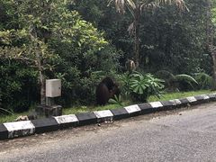 -巴哥国家公园