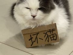 -怪兽屋·羊驼·猫咖·狗咖(俊华广场店)