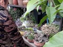 -金科花卉市场