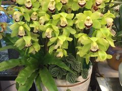-双季花艺园艺市场(浦东店)