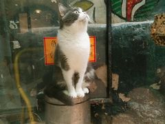 -猫咪博物馆(顶澳仔猫街店)