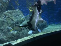 -暹罗海洋世界