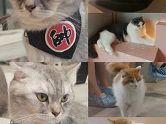 -猫儿山۰猫主题餐厅