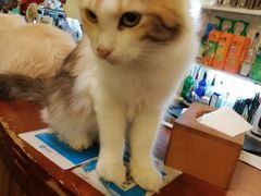 -猫色咖啡·猫咖