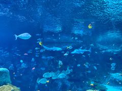-西雅图水族馆
