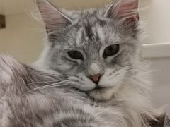 -70cat德文卷毛猫·缅因猫纯种猫舍