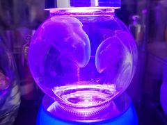 -太平洋海底世界