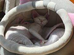 -瑞派宠物医院·犬猫全科·猫友好(宾水西道店)