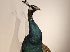 -傣庄园-正宗傣味餐厅·孔雀宴·手抓饭(告庄星光夜市店)