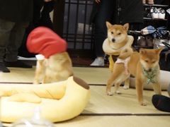 -逗柴咖啡屋·狗咖猫咖宠物桌游