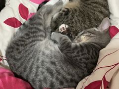 -渲嗳动物医院(异宠·复杂内科转诊中心·玖洲道富华里分院)
