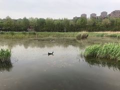 -前关湿地公园