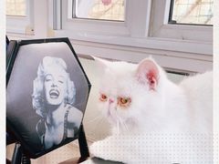 -猫小院猫主题咖啡厅(北锣店)