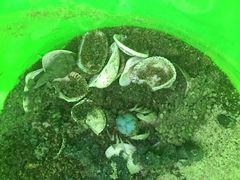 -北海金海湾红树林生态旅游区