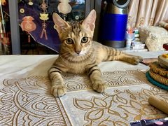 -瑞派动物医院·猫专科·至诚(江南中分院)