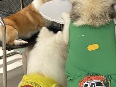 -怪兽屋·羊驼·猫咖·狗咖(俊华广场店)