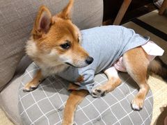-逗柴咖啡屋·狗咖猫咖宠物桌游