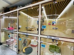 -momokira米努特·德文卷毛猫·棉花面纱犬