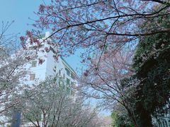-武汉大学-樱园