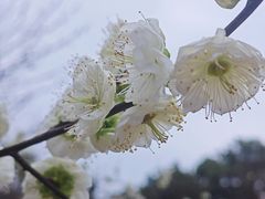 -南山植物园