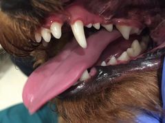 -艾贝尔宠物医院·24H转诊中心·肿瘤猫专科(江宁双龙店)