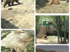 -新疆天山野生动物园