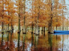 -白鹭湾湿地公园