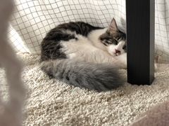 -宠爱国际动物医院·消化内科·心肾内科·ISFM猫友好(望京店)