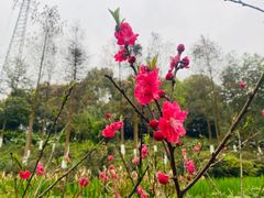 -重庆彩云湖湿地公园