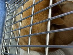 -爱诺耐芙动物医院(万博店)