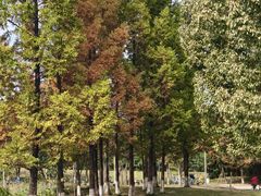 -白鹭湾湿地公园