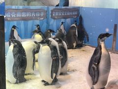 -帝企鹅自助餐厅•儿童岛•真企鹅(长隆企鹅酒店)