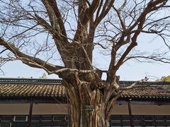 -苏州文庙(姑苏区)