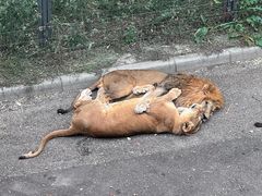 -大连森林动物园