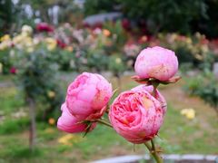 -都江堰玫瑰花溪谷