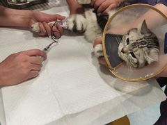 -萌兽医馆·犬猫专科·眼科中心·宠物医院(朝阳门分院)