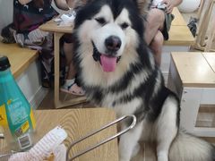 -李小姐の猫咖啡馆(五角场店)