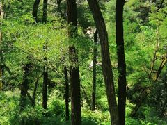 -泰山风景名胜区